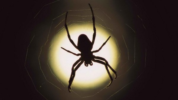 паутина черная с пауками