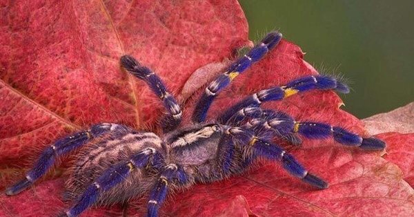 poecilotheria metallica
