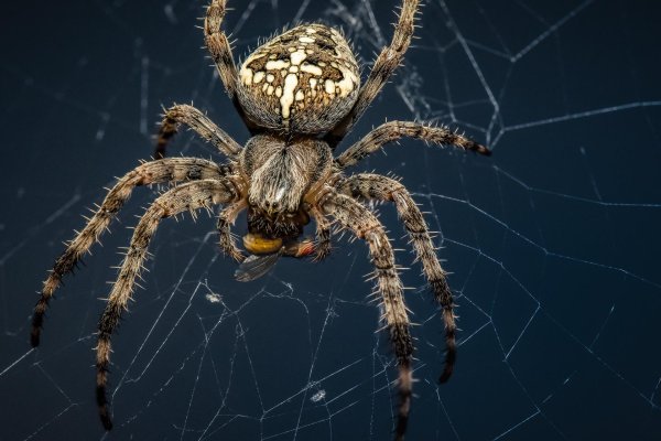 araneus diadematus крестовик