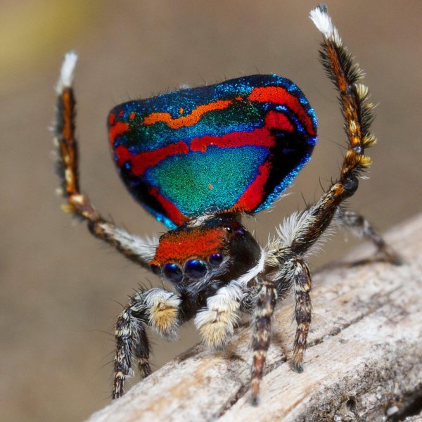 паукпавлин maratus