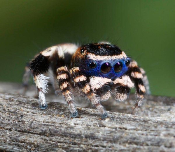 maratus personatus
