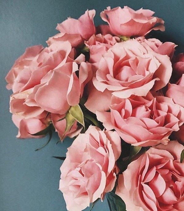 роза пинк инспирейшн