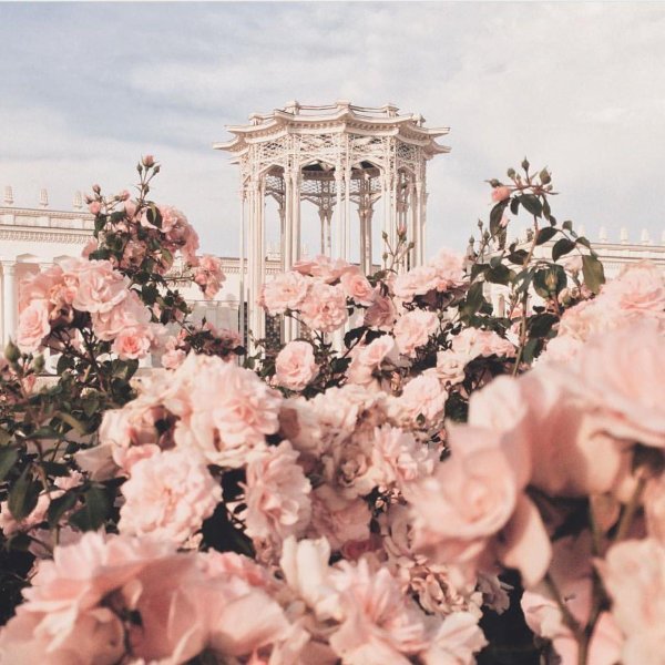 эстетические цветы