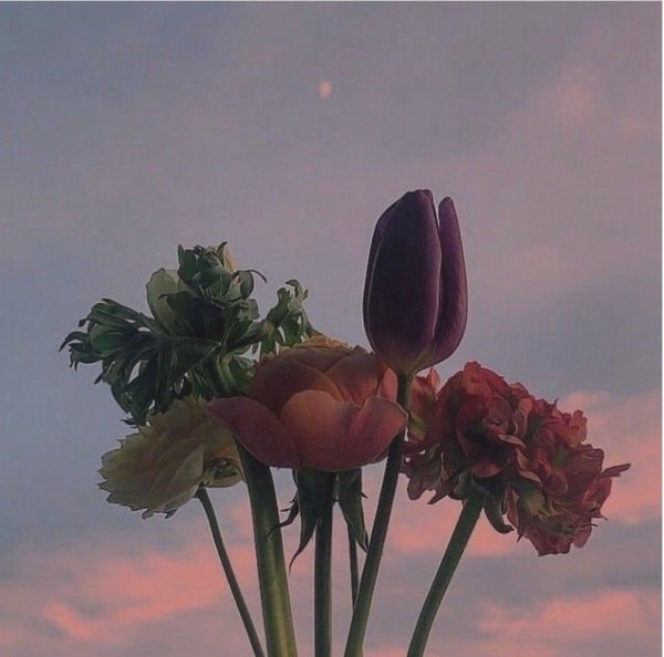 эстетические цветы