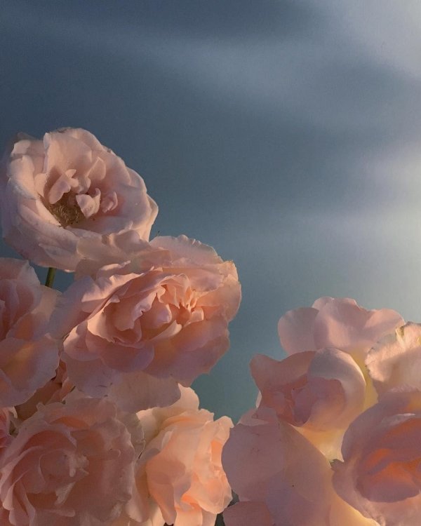 эстетические цветы