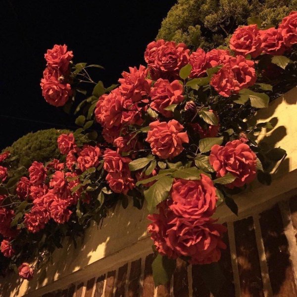 роза плетистая фомоста