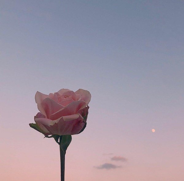 нежно розовая роза