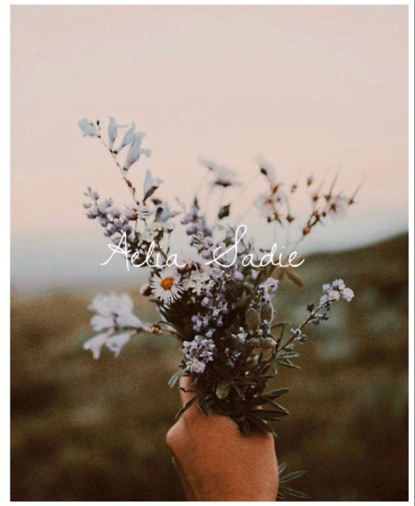 цветок полевой