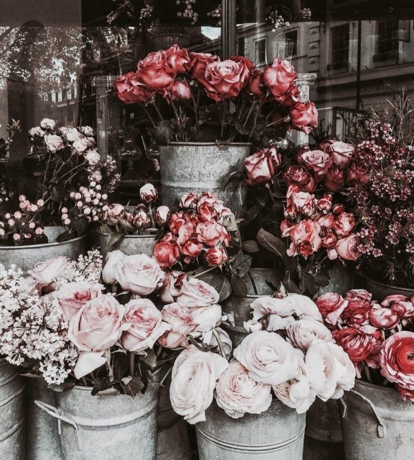 роза бурбон стрит