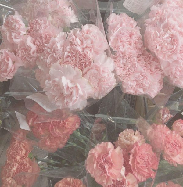 диантус розовый