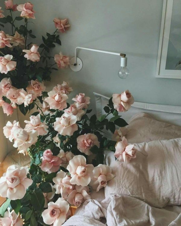 роза калонетта