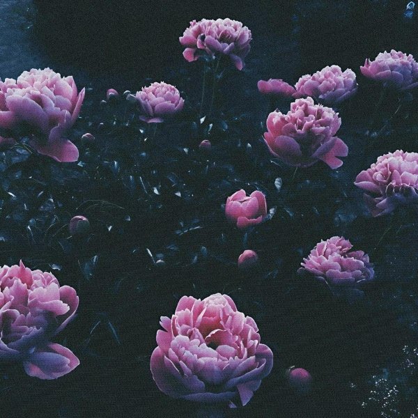 пион красивый