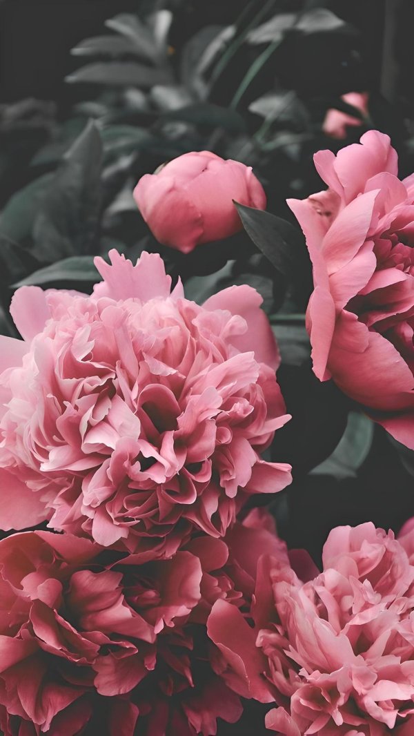 фон с пионами