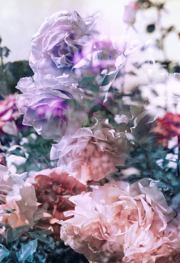 эстетические цветы