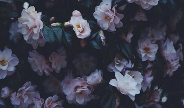 вичхаус aesthetic