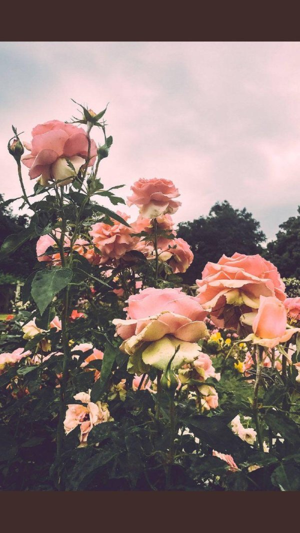 эстетичные цветы