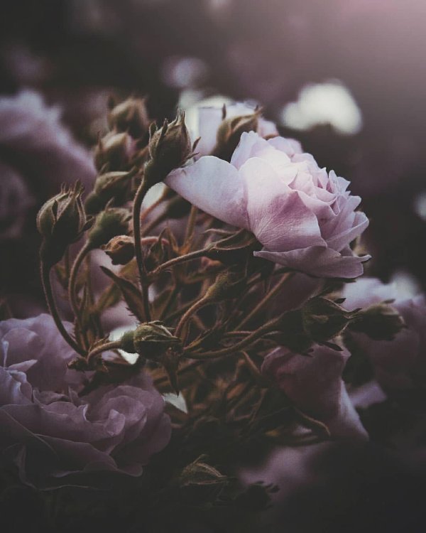 цветочки эстетика