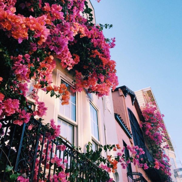 красивый дом в цветах