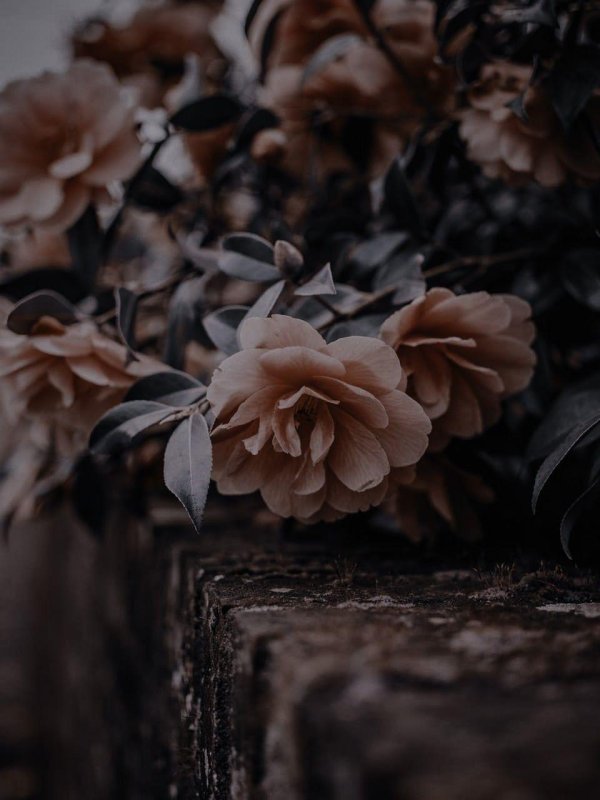 красивая цветок