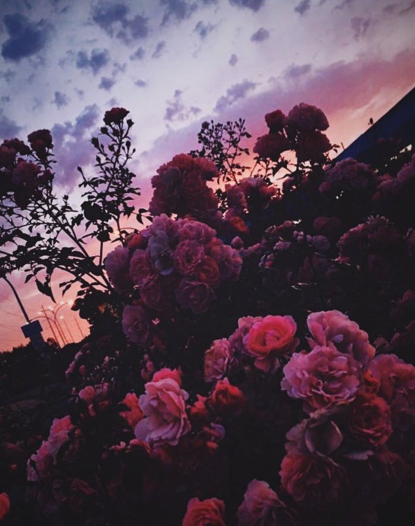 эстетичные цветы