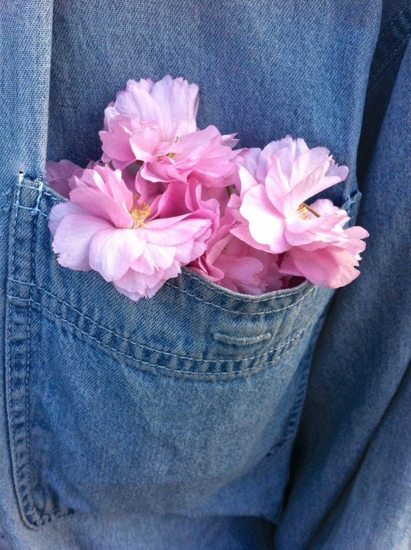 красивая цветок