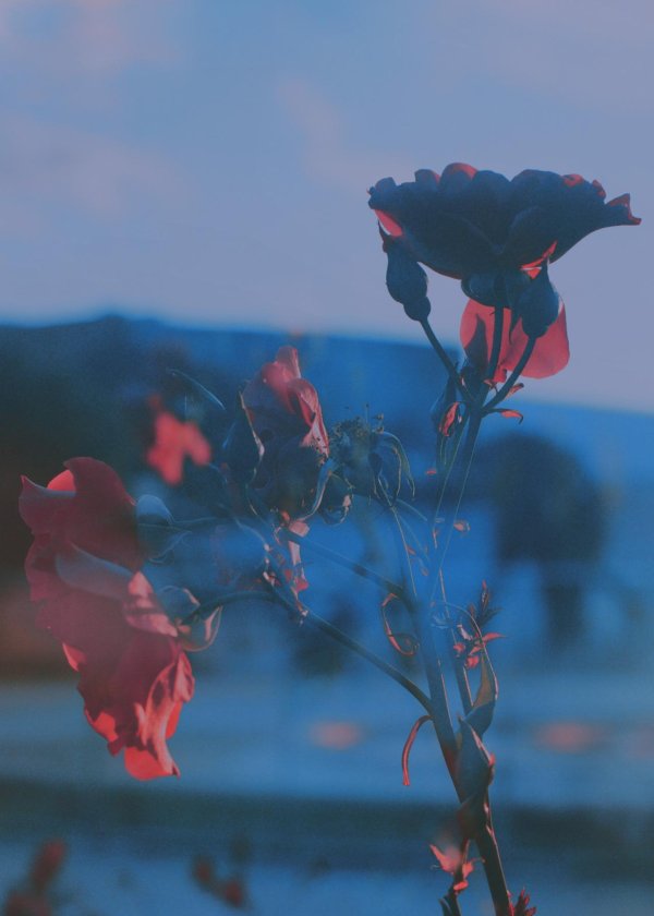 цветочки эстетика