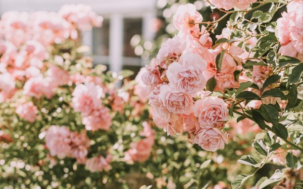 розовые кусты