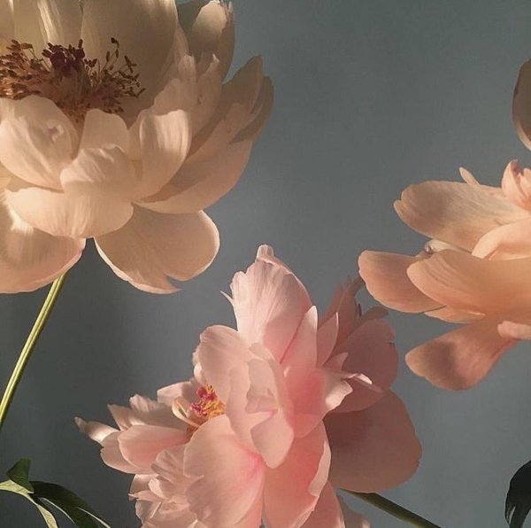 цветок пион