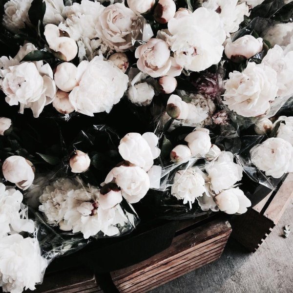 белые пионы