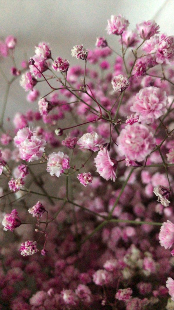 гипсофила метельчатая