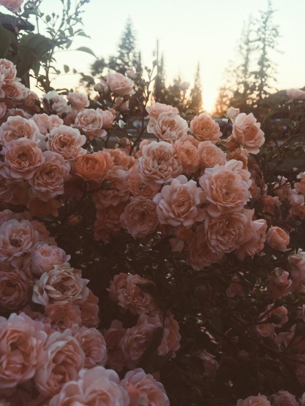 эстетичные цветы