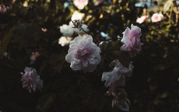 эстетичные цветы