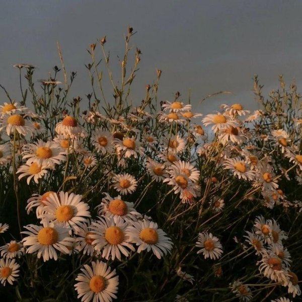 поле ромашек