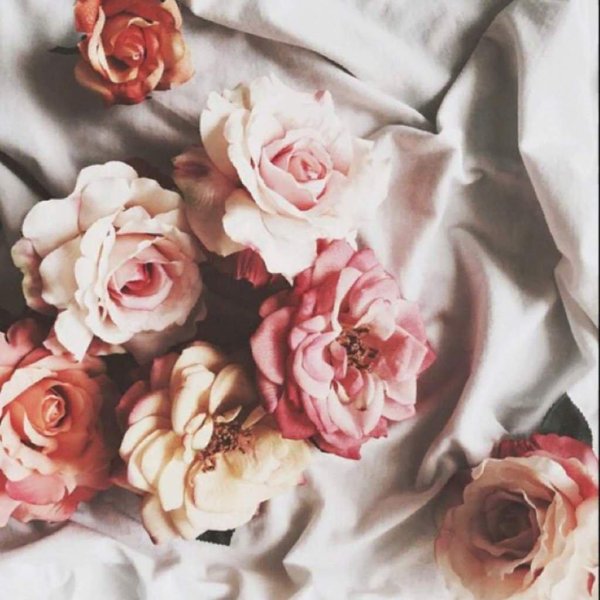 розы пастельных