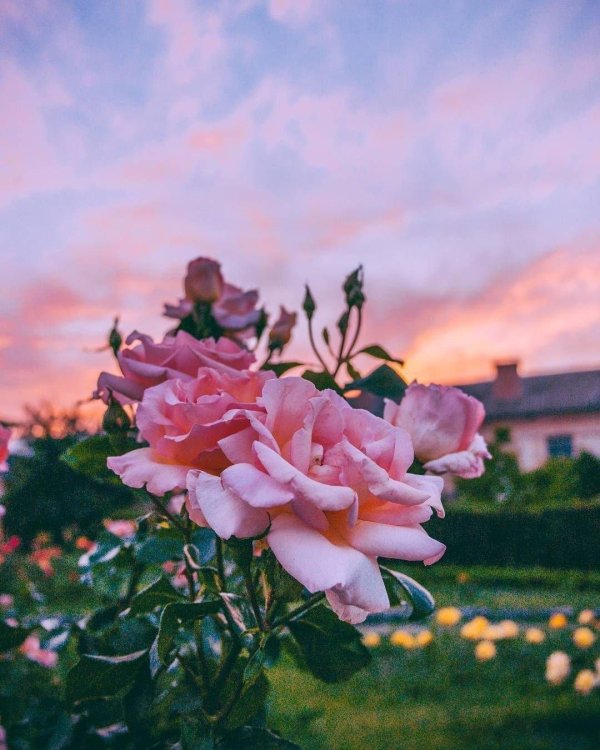 эстетические цветы