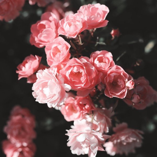 роза пинк абунданс