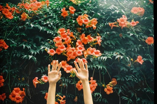 эстетичные цветы