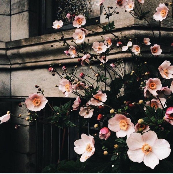 эстетичные цветы