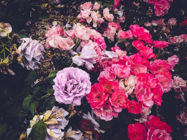 эстетические цветы