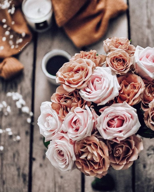 роза капучино