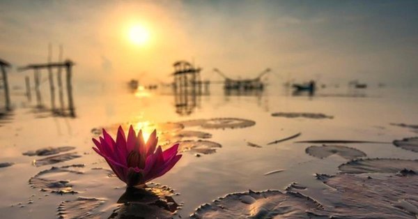 озеро с лотосами