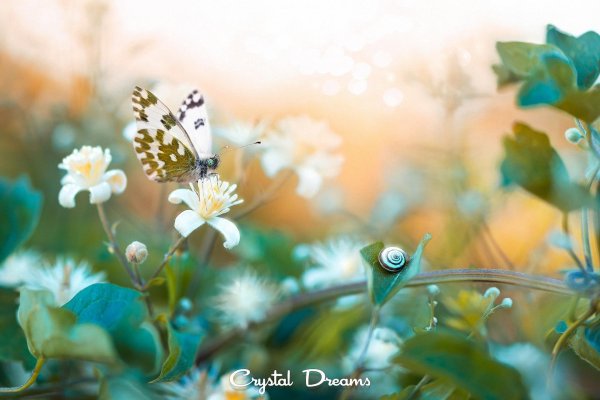 цветы нежность