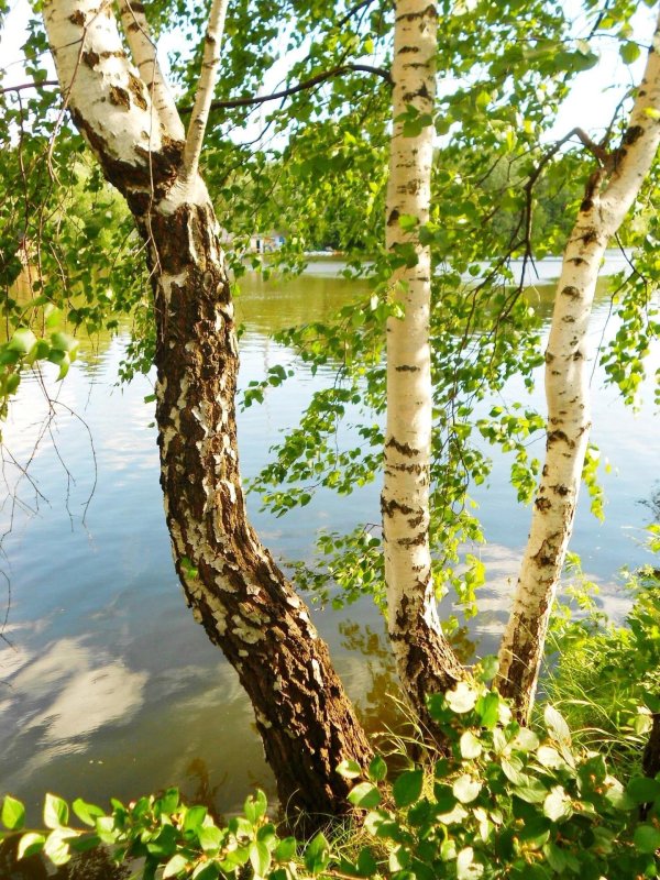 березки у реки