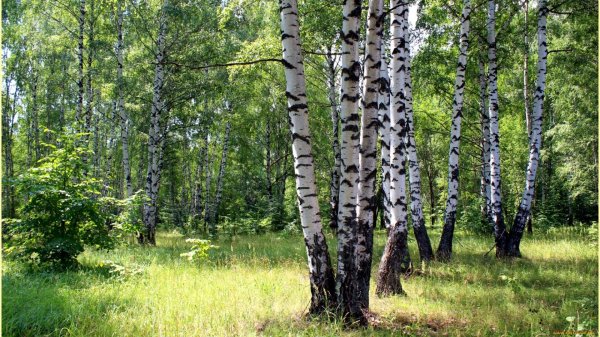 березовый лес