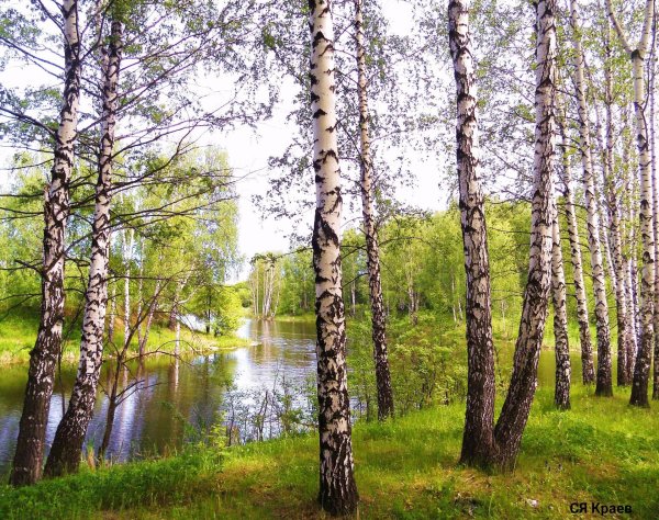 берёзовая роща ореховозуево
