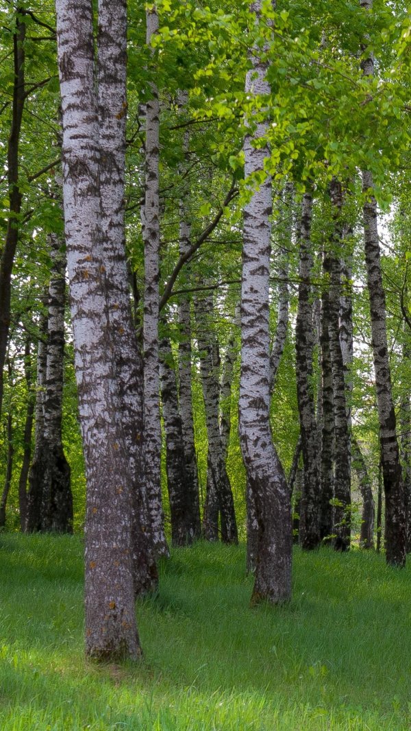 лес березовый