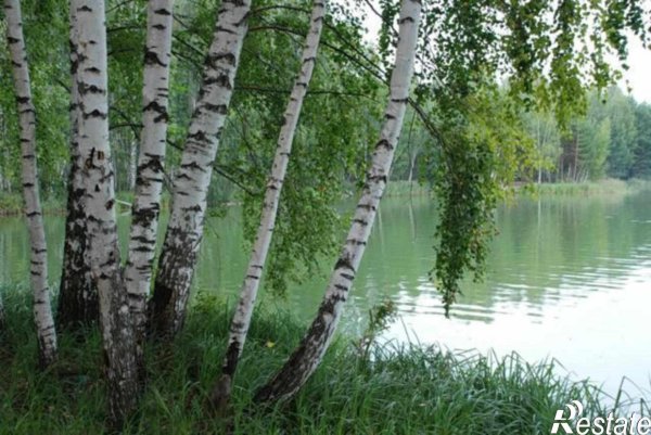 за тихой рекою в березовой роще