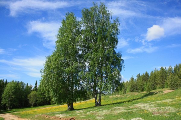 береза обыкновенная