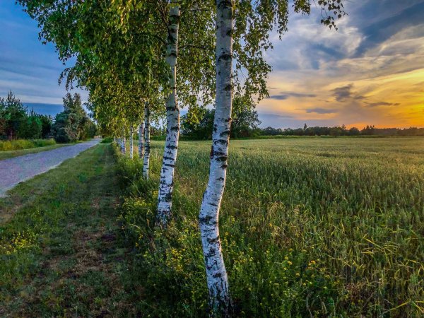 русская природа