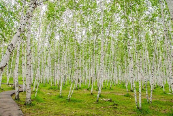 birch forest